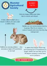 Rabbit poster