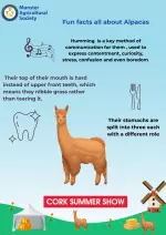 Alpaca Poster