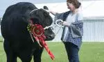 summershowbull-1280x720